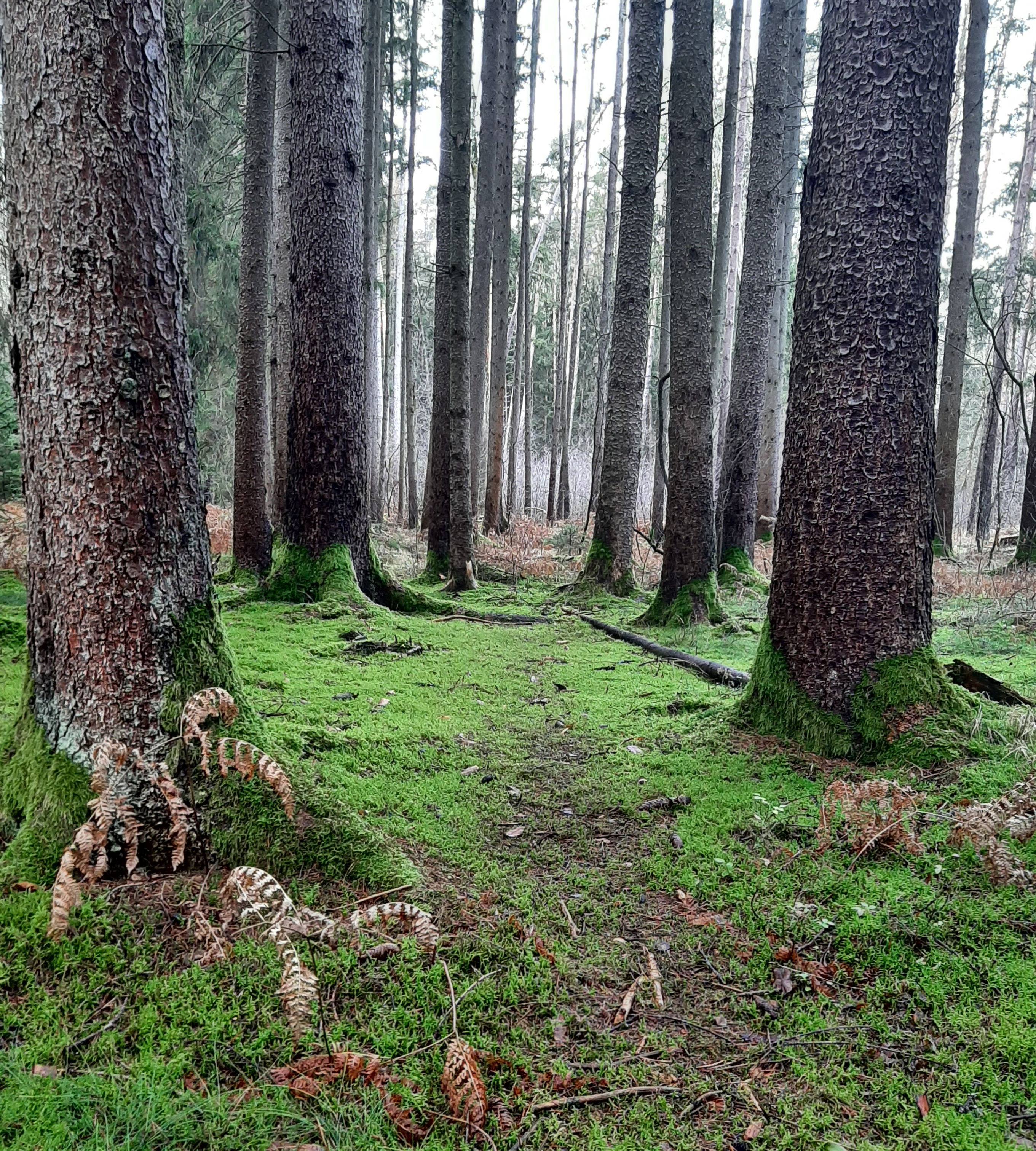 Qi Gong in der Natur - Energie aufbauen Qi Gong in der Natur - Energie aufbauen